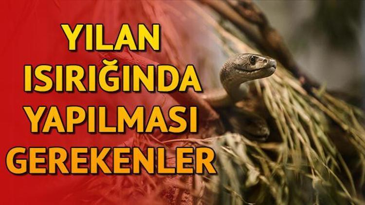 Yılan ısırması durumunda ne yapılmalı Yılan ısırması tedavisi