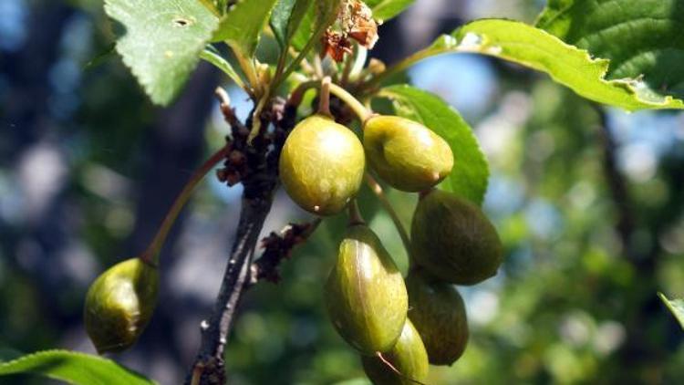 Yozgat’ta zirai don meyveleri kuruttu, pet şişeli önlem işe yaradı