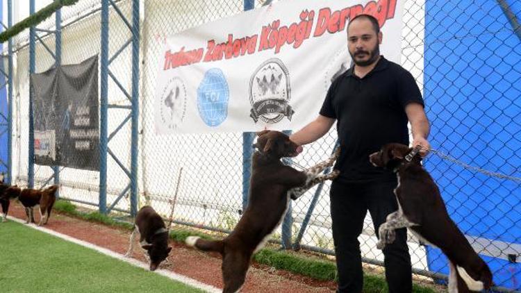 Trabzonda Uluslararası Köpek Irkları Standartları Yarışması