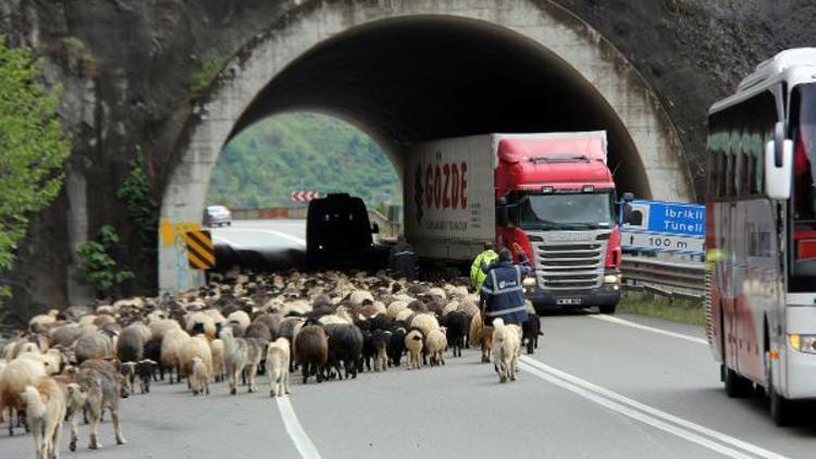 Koyun sürüsünün tünelden geçişi trafiği aksattı