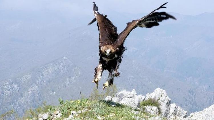 Tedavisi tamamlanan kaya kartalı doğaya salındı