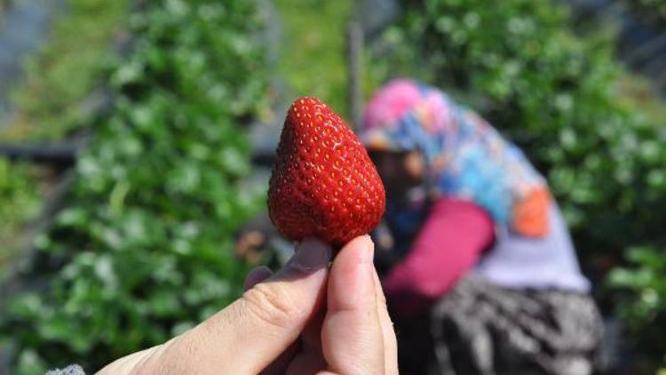 ‘Kırmızı Elmas’ta erken hasat