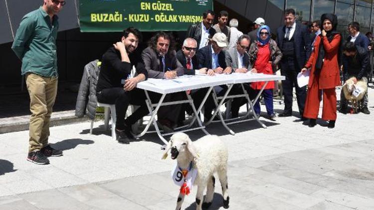 Vandaki fuarda en güzel kuzu, oğlak ve buzağı yarışması düzenlendi