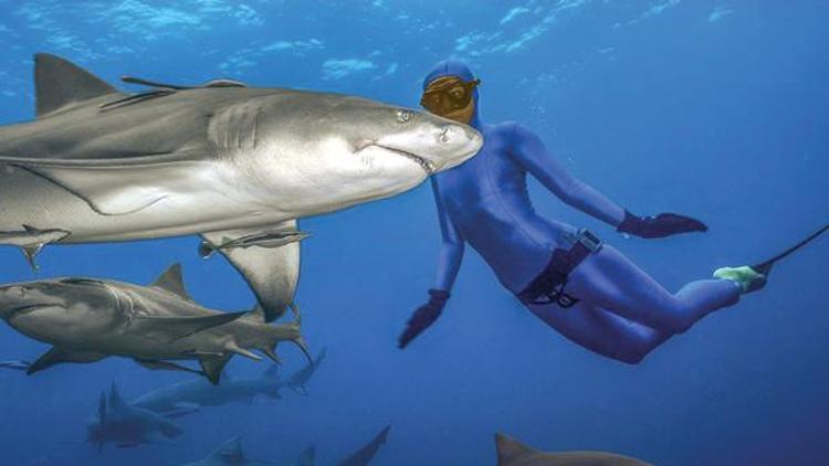 Köpekbalıkları tehlikeli değil, asıl insanlar onlar için tehlike