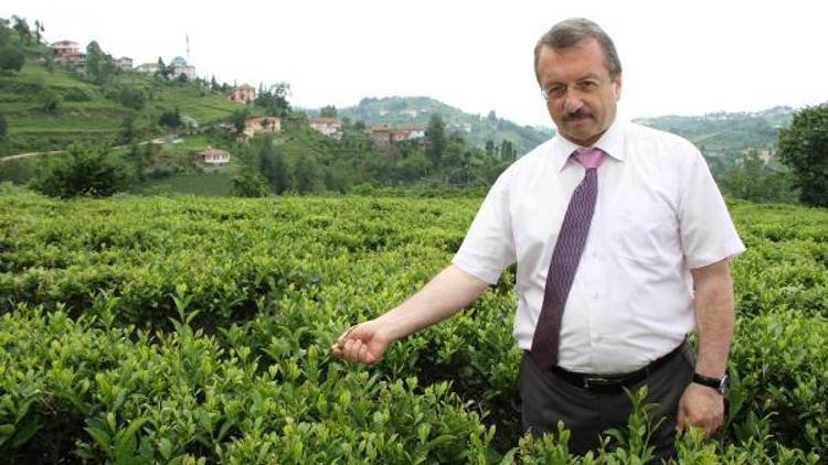 ÇAYKUR Genel Müdürü Sütlüoğlu: Tedbir alıp organik çaya geçmemiz lazım