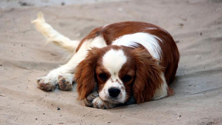 Sınırda yakalanan köpekleri alan yok