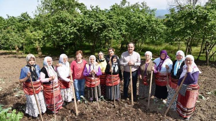 Giresun Belediye Başkanı Aksu, tarlada tohum ekerek bereket diledi