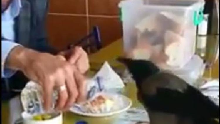 Lokantada masasına konan kargayla yemeğini paylaştı