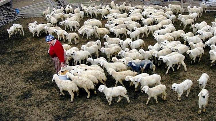300 koyun projesi başladı
