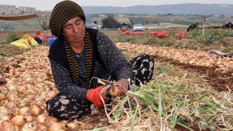 Kuru soğanda hastalık nedeniyle verim kaybı