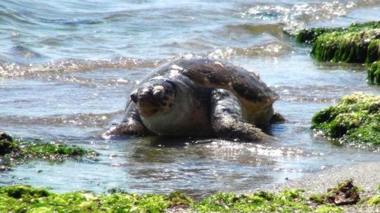 Tekirdağda kıyıya caretta caretta ölüsü vurdu