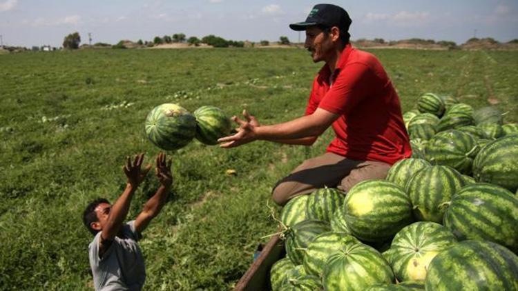 Karpuzda verim arttı, fiyat düştü