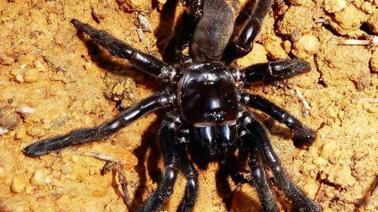 Dünyanın en yaşlı örümceği arı sokmasından öldü