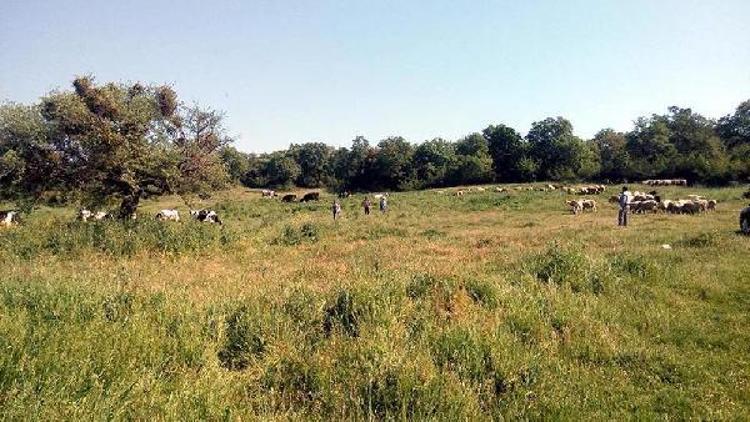 Malkarada mera ıslah çalışması yapıldı