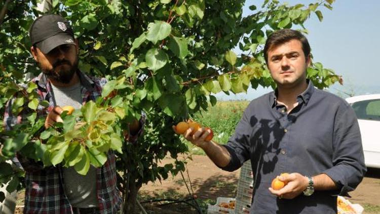 Reyhanlı’da erkenci kayısı hasadı başladı