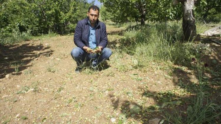 Alaşehirde dolu, tarım arazilerini vurdu