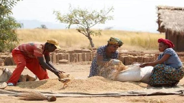 FAO: Gıda fiyatları istikrarlı, tahıl üretiminde düşüş bekliyoruz