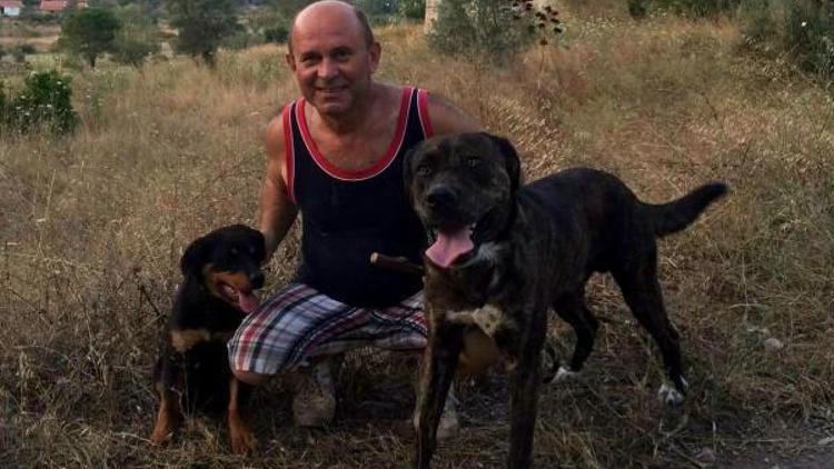 Marmariste iki köpek zehirlenerek öldürüldü