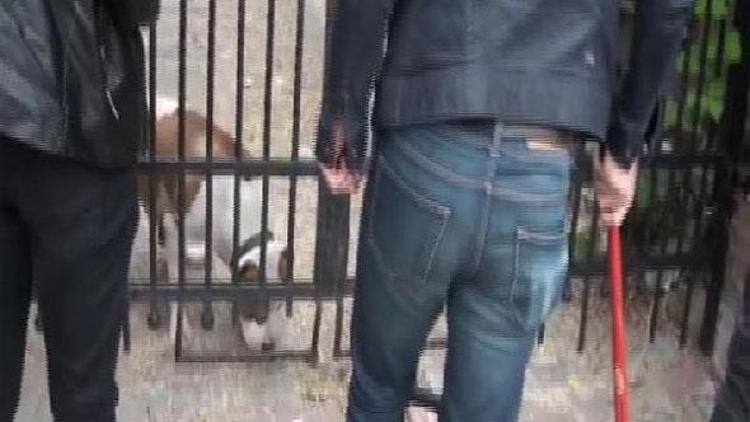 Villa baskınında polise pitbull engeli