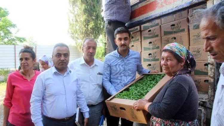 Kadın çiftçilere biber fidesi dağıtıldı