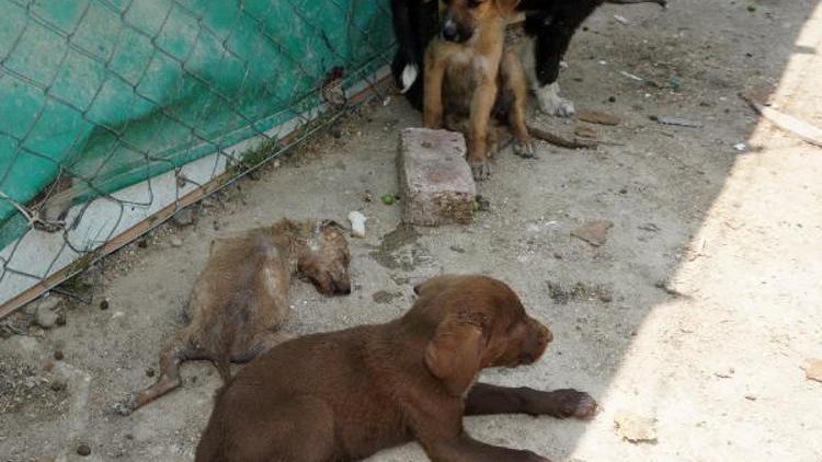 Can evinde vahşet; Yavru köpekleri öldürüp, kulübelere zarar verdiler