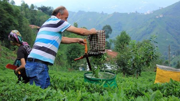 Çay üreticisi hasat için acele edince fiyat düştü