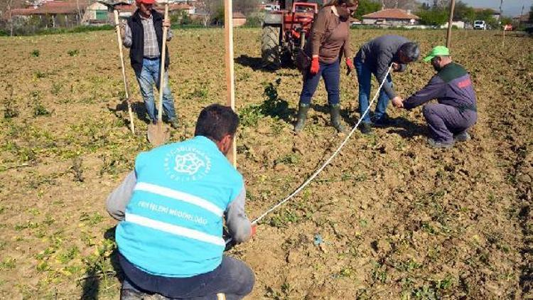 Süleymanpaşada, Kiraz Bahçeleri projesi