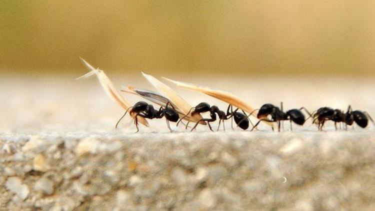 Karıncalar neden tek sıra halinde yürüyor