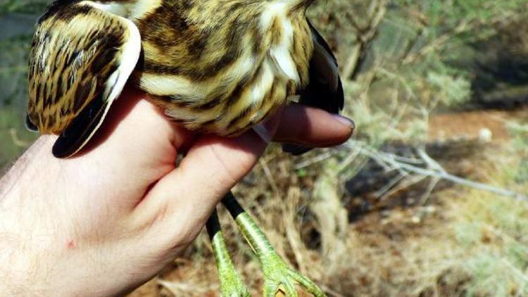 Limana düşen yavru balabanı kaptan kurtardı