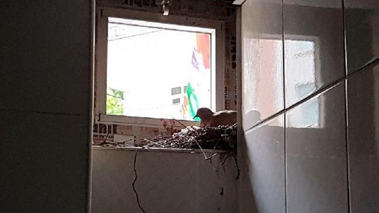 Kuşun yuva yaptığı parti binasının tuvaleti kullanım dışı bırakıldı
