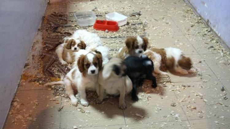 Yurda kaçak sokulan köpekler, açık artırma ile satıldı