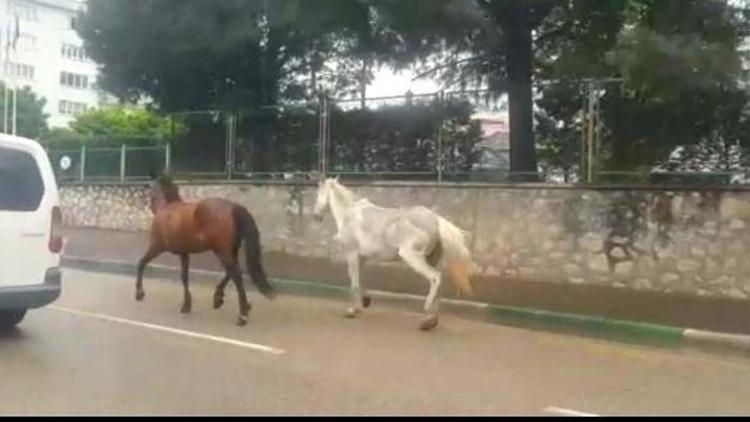 Ana yolda koşturan 2 at, trafiği birbirine kattı