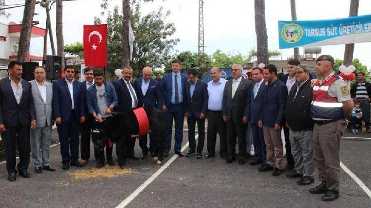 Tarsus’ta En güzel buzağı yarışması ilgi gördü