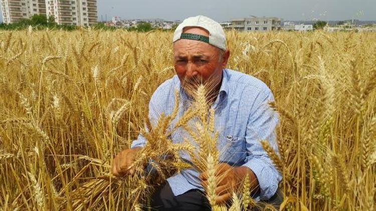 Kadirlide buğday hasadı 1 ay erken başladı