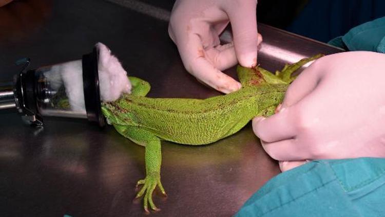 Bacağı kırılan iguana Abidine hassas operasyon