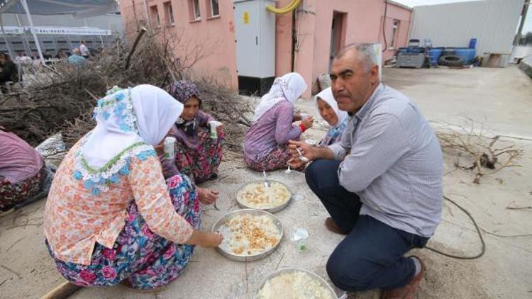 Zeytin üreticisi teşviklerin artırılmasını istiyor