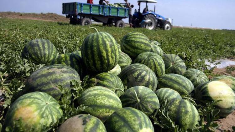 Marmaranın karpuzcusunda dikim imeceyle yapılıyor