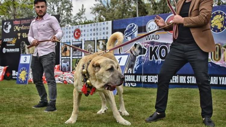 Çoban köpekleri, Türkiye Şampiyonası için yarıştırıldı