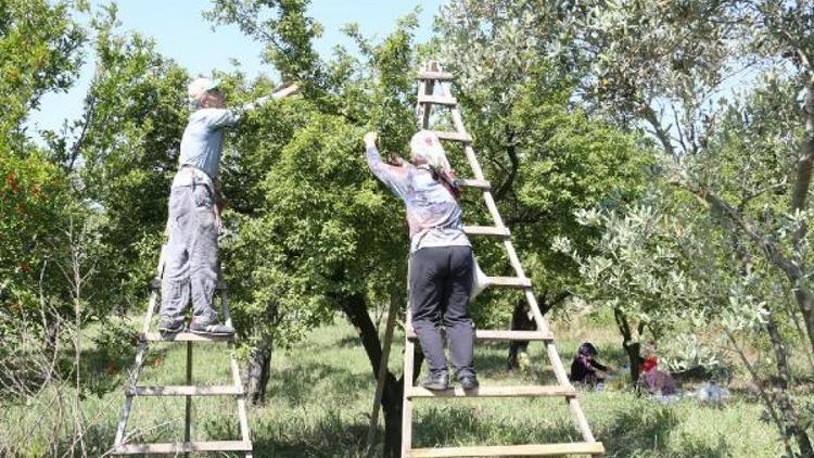 Aydın Büyükşehirden erik üreticisine destek