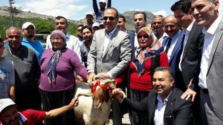 Büyükşehirden Kozan’da damızlık koç dağıtımı