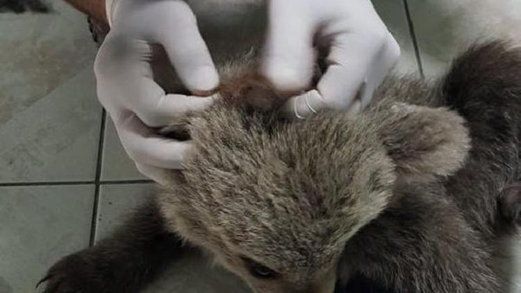 Yaralı yavru ayı tedavi altına alındı