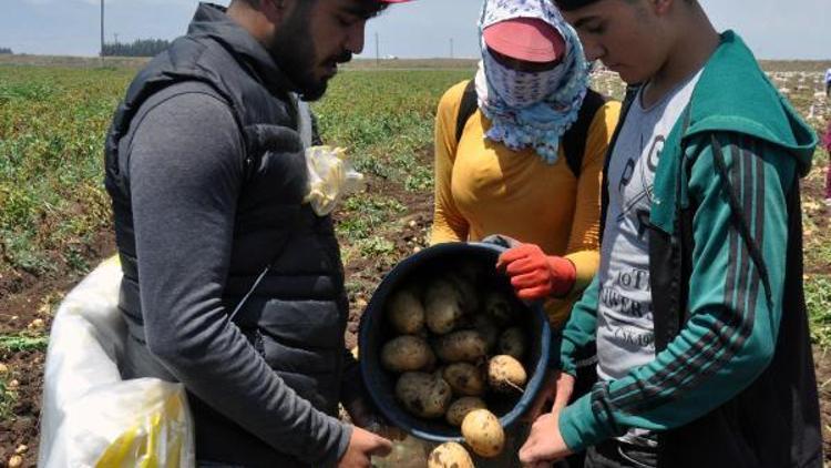 Reyhanlı’da patates hasadı başladı