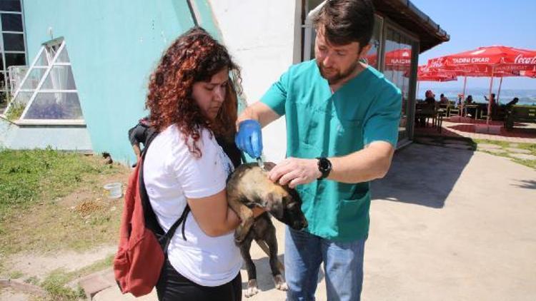 Kampusteki köpekler sağlık kontrolünden geçirildi