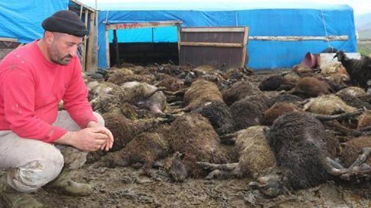 Çadırda havasız kalan 100 koyun telef oldu