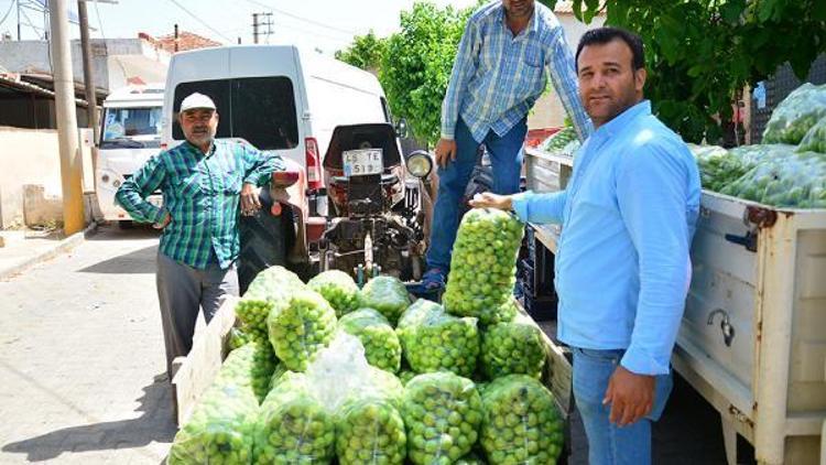 Para etmeyen erik, üreticiyi mağdur etti