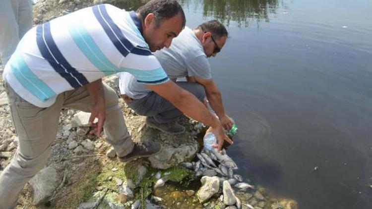 Büyük Mendereste toplu balık ölümleri endişelendirdi / Ek fotoğraf