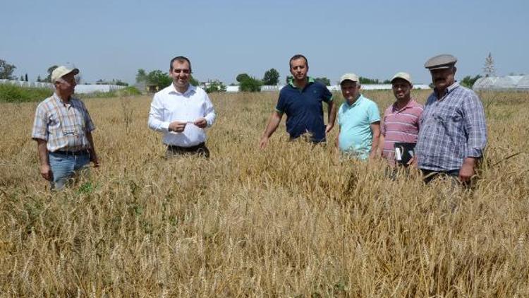 Buğdayda erken hasat