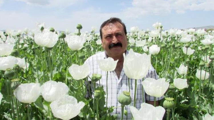 Haşhaş tarlaları tablo gibi