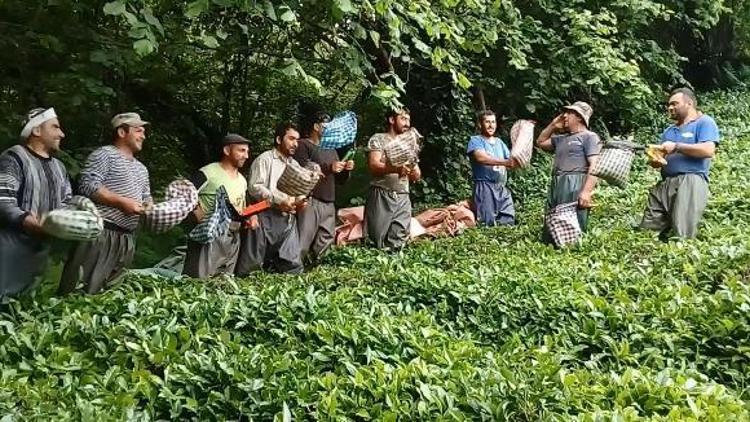 Gürcü işçilerin çay toplama görüntüleri ilgi gördü