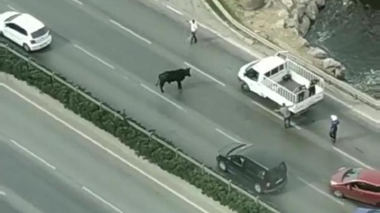 Limandan kaçan dana trafiği birbirine kattı